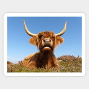 Highland Cow Sticker